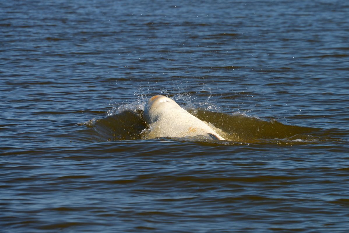 31A Beluga Whale From Boat Tour On Arctic Ocean Tuk Tour In Tuktoyaktuk Northwest Territories